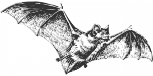 Vleermuizen zijn de oorzaak van het coronavirus