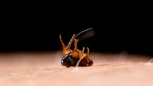 Symptomen en behandeling van tungiasis