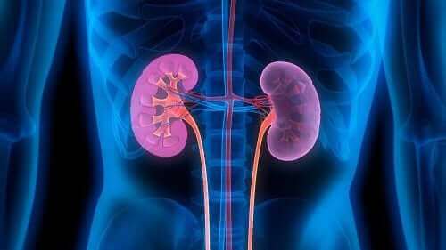 Het effect van Seguril op de nieren