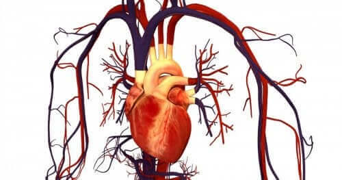 eenillustratie van het hart en hartvaten