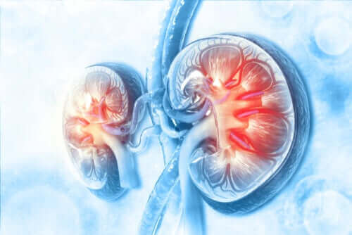 Het effect van een diureticum op je nieren