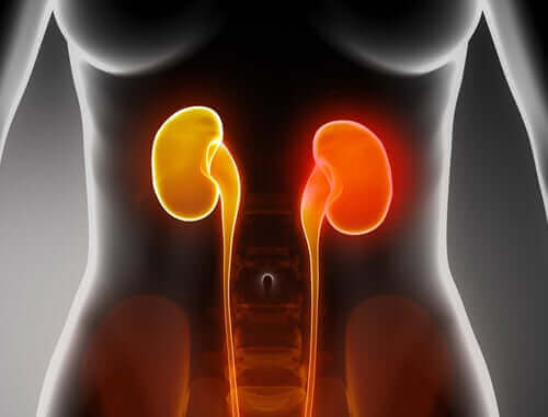 Afbeelding van de nieren in het lichaam