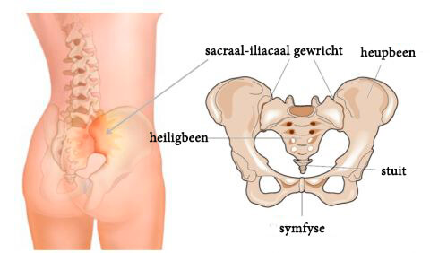 De anatomie van het sacro-iliacaal gewricht