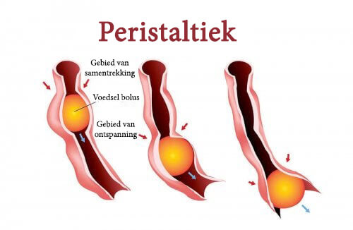 De stappen van het proces van peristaltiek
