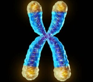 Waar zijn telomeren voor?