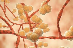 Candida auris: alles wat je moet weten