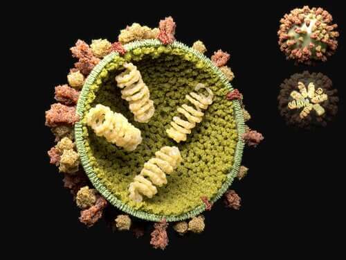 De reproductieve cyclus van virussen