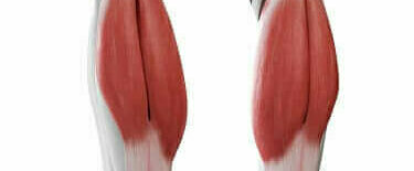 De spieren van de kuiten