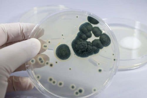 Kweek van bacteriën