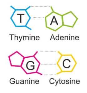 Purines: alles wat je moet weten