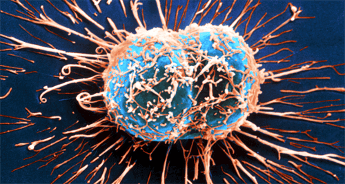 Hoe het immuunsysteem kanker bestrijdt