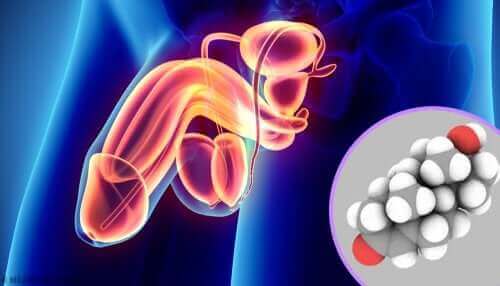 Androgenen zijn de mannelijke geslachtshormonen