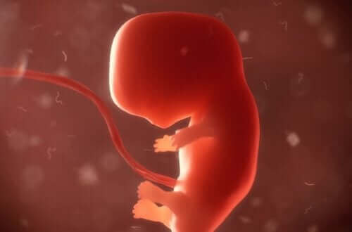 Een embryo in de baarmoeder