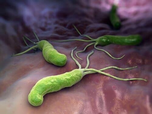 Bacteriën in het lichaam