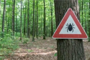 Behandeling van de ziekte van Lyme