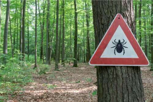Behandeling van de ziekte van Lyme