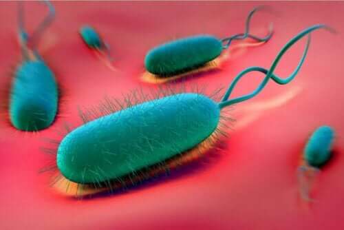 H. pylori bacterie