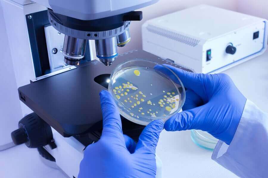 Analyse van bacteriën