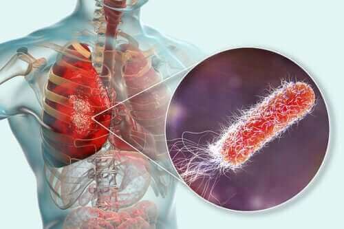 Zitten er bacteriën in de longen?