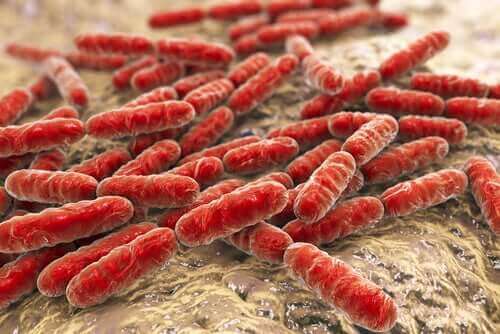 Bacteriën in de darm