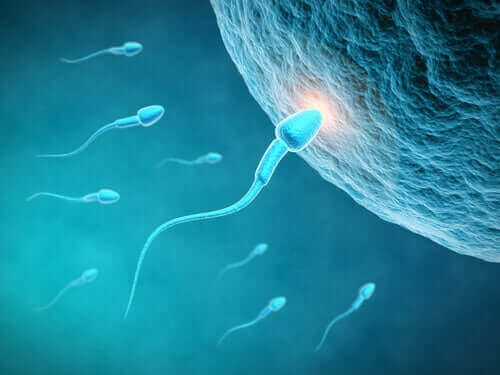 Hoe het eetpatroon de kwaliteit van sperma beïnvloedt