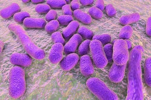 Groep met bacteriën