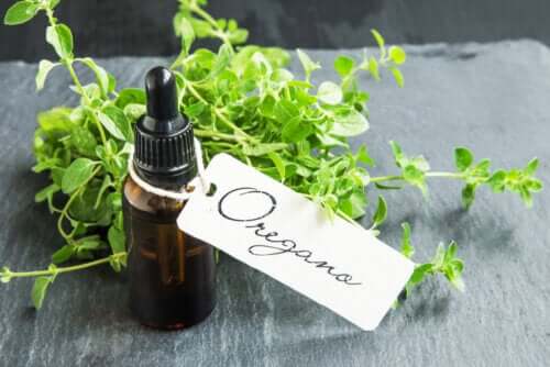 Zelf oregano-olie maken en de voordelen ervan
