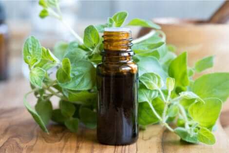 Zelfgemaakte oregano-olie
