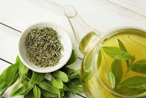 Wist je dat groene thee de levensduur verlengt?