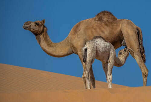 De eigenschappen en voordelen van kamelenmelk