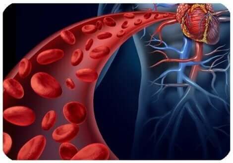 Een afbeelding van de aorta met rode bloedcellen