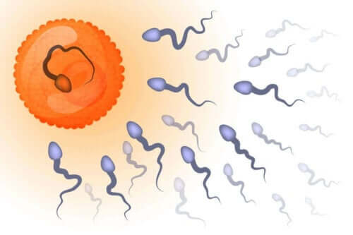 Spermazaadjes en een eicel