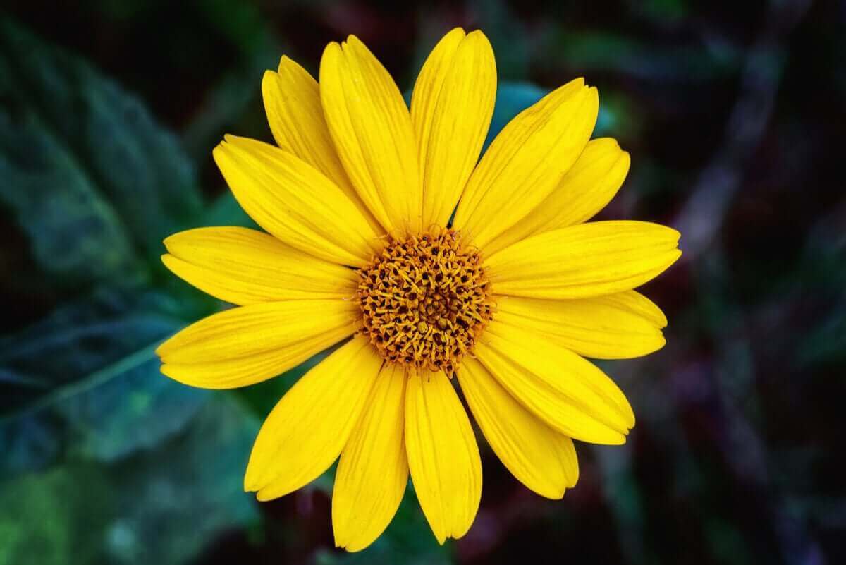 Gele arnicabloem