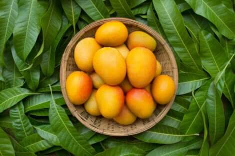 Een schaal mango's