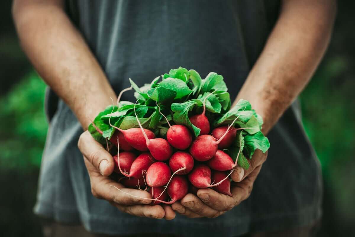 Bosje radijsjes