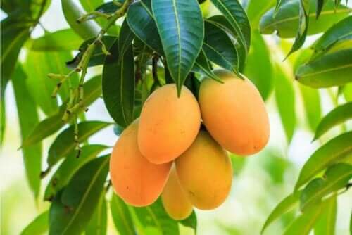 Mango aan de boom