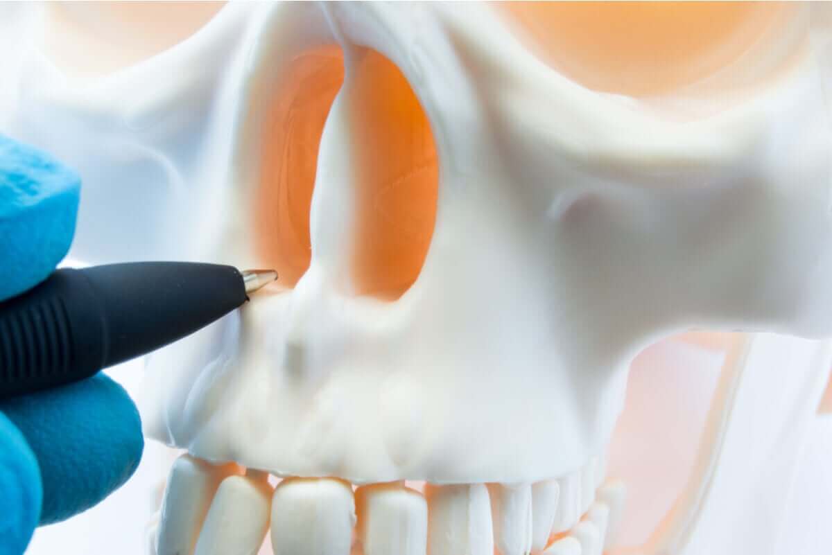 Een schedel met een afwijkend septum