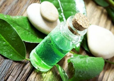 Tea tree olie tegen vlooien en teken