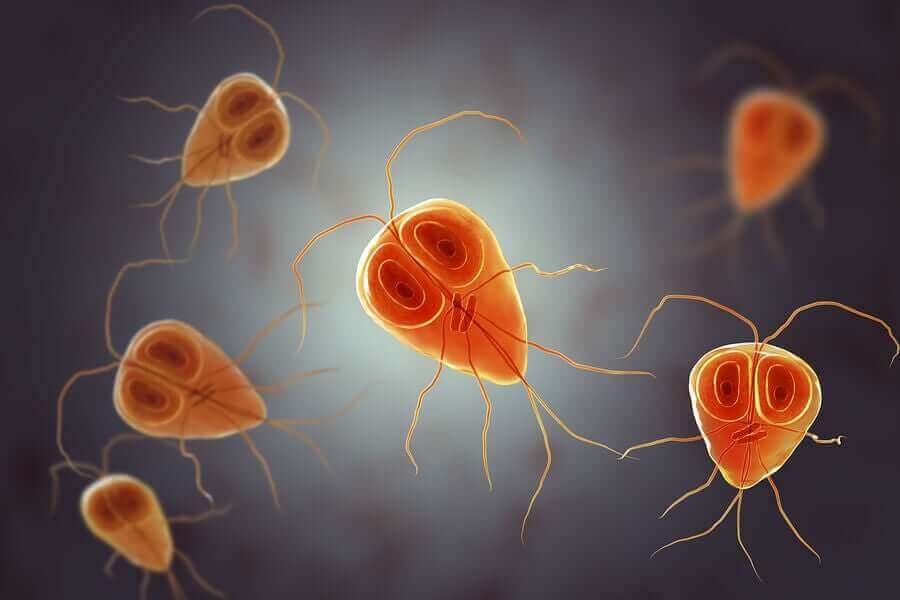 Behandelingen en symptomen van giardiasis
