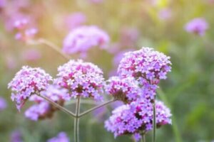 Beschrijving, kenmerken en gebruik van verbena