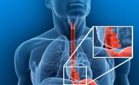 Afbeelding van een slokdarm