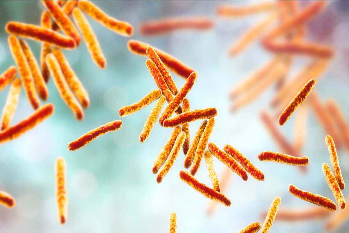 Bacteriën onder een microscoop