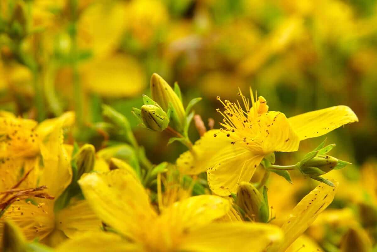 De gele bloemen van sint janskruid