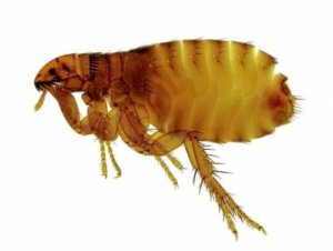 Tungiasis: symptomen, behandeling en preventie
