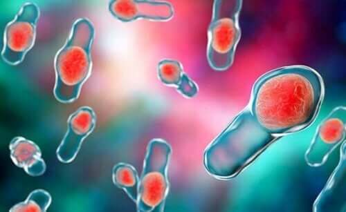 Bacterie in de darm