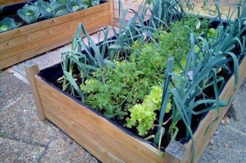 Houten bak met planten