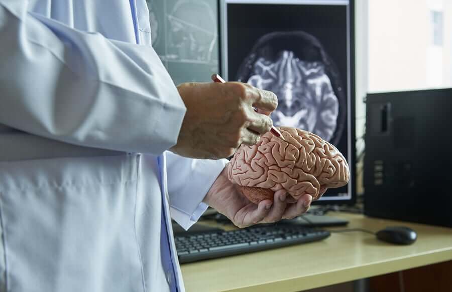 Een neuroloog die hersenen bekijkt