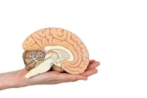 Iemand houdt een model van hersenen vast