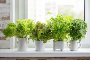Hoe verschillende culinaire planten te kweken