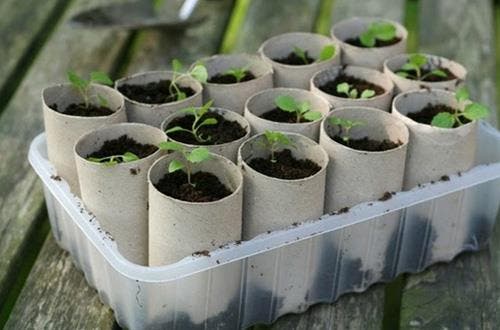 Culinaire planten kweken